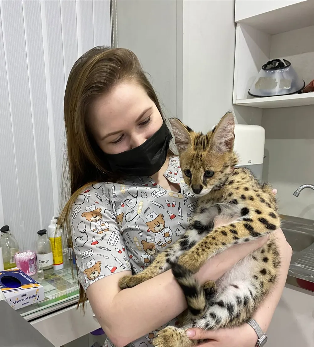 Сотрудница клиники держит на руках сервала